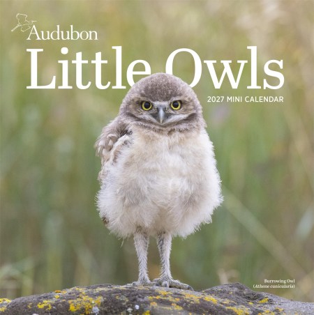 Audubon Little Owls Mini Wall Calendar 2027